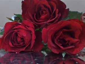 Rosas vermelhas 