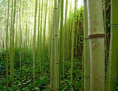 Bambú é poderoso defumador