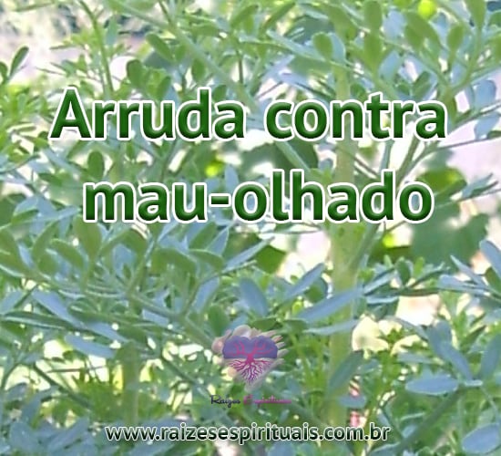 Arruda contra  mau-olhado