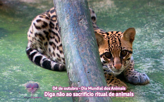 04 de outubro, Dia Mundial dos Animais