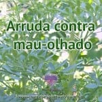 Arruda contra mau-olhado