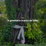 A gameleira branca de Irôko