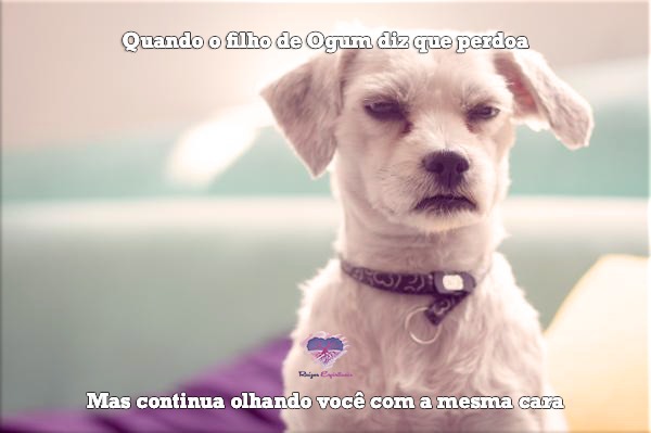 imagem de um cachorro com cara fechada com o texto Quando o filho de Ogum diz que perdoa, mas continua olhando você com a mesma cara