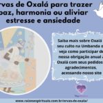 Ervas de Oxalá para trazer paz, harmonia ou aliviar estresse e ansiedade