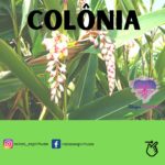 Colônia – conheça mais sobre esta importante erva e seu uso na umbanda