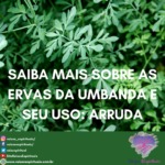 Saiba mais sobre as ervas da umbanda e seu uso: arruda