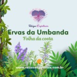 Ervas da Umbanda e seu uso – Folha da Costa ou Saião
